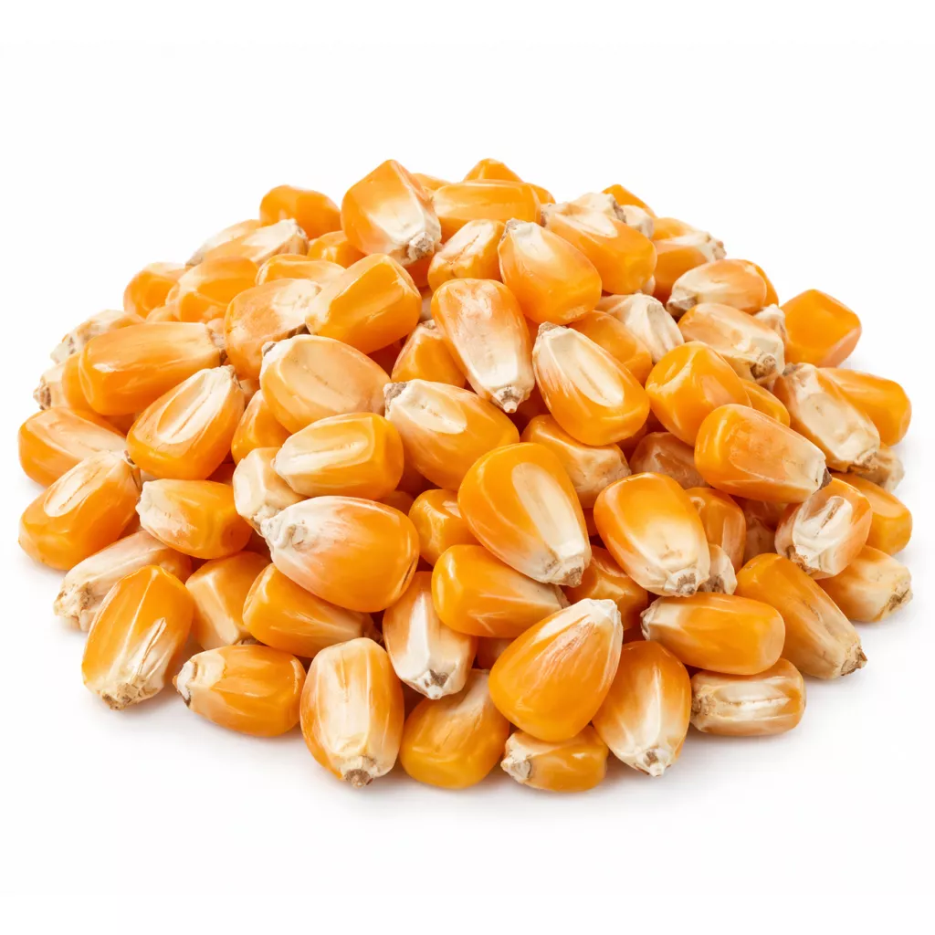 الحبوب - الذرة الصفراء