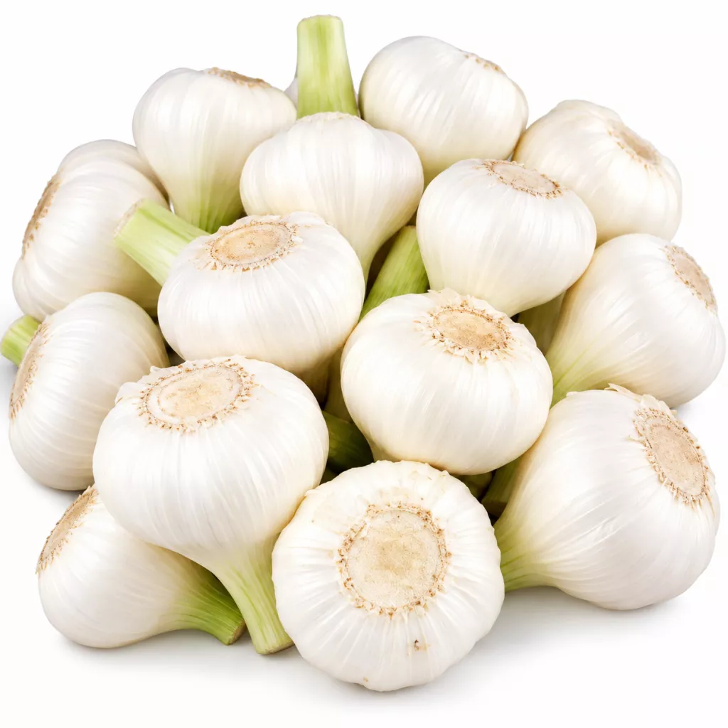 ثوم أخضر